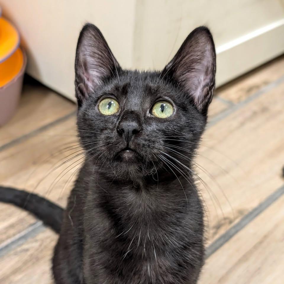 Enlarge Precious, a Adoptable Domestic Short Hair in Pleasanton, CA image 1/1