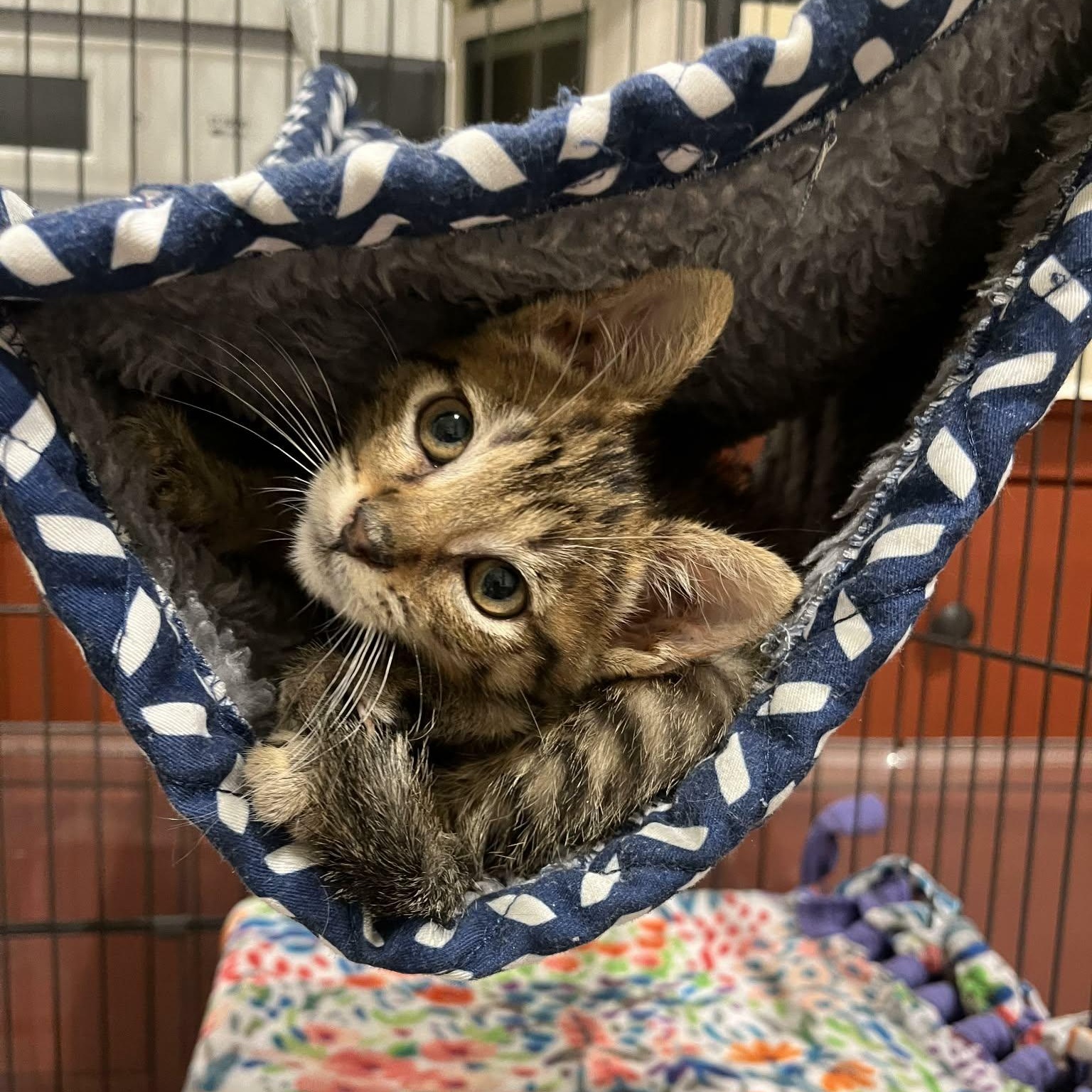 Enlarge Calisto, an adoptable mixed breed in Santa Clara, CA image 2/6