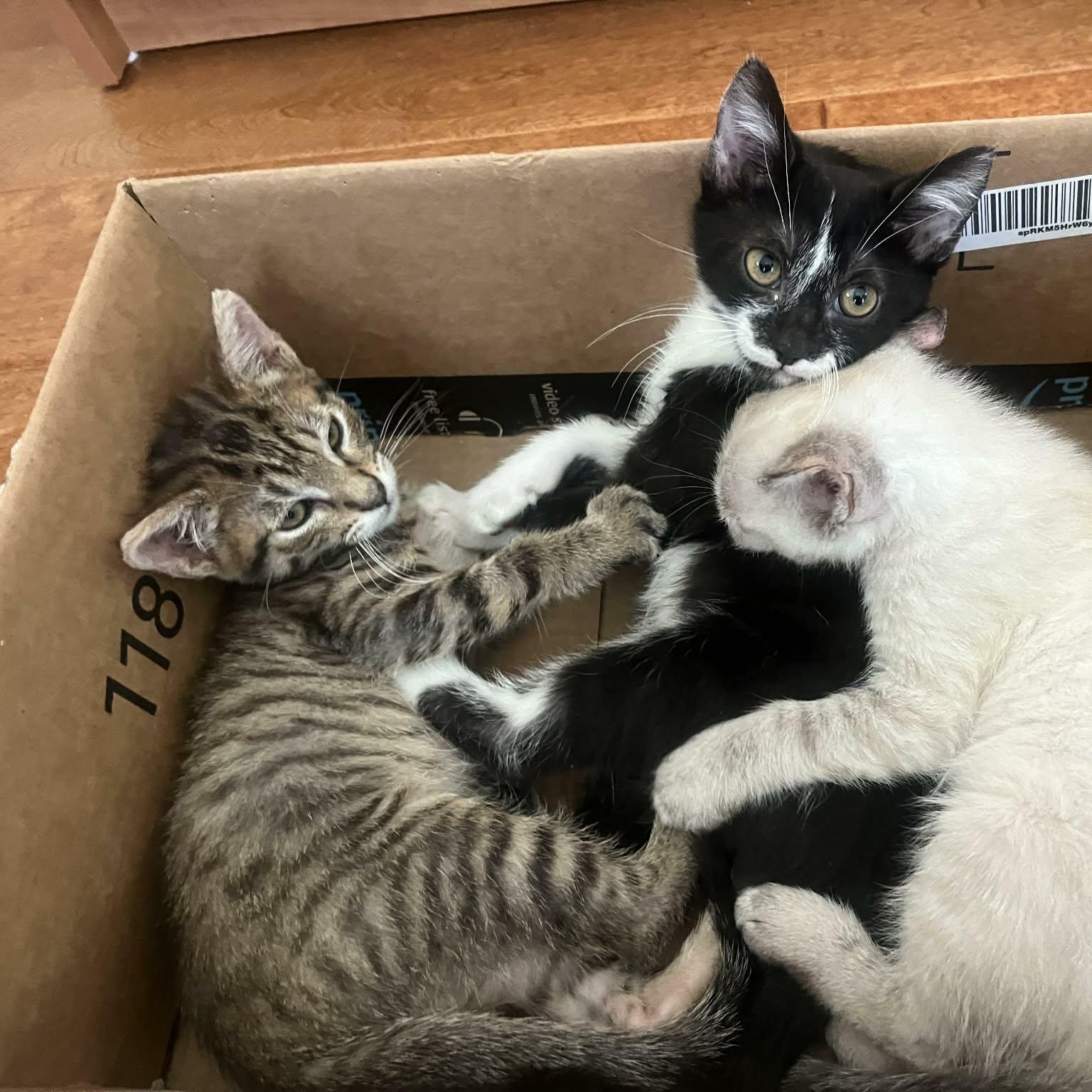 Enlarge Calisto, an adoptable mixed breed in Santa Clara, CA image 6/6