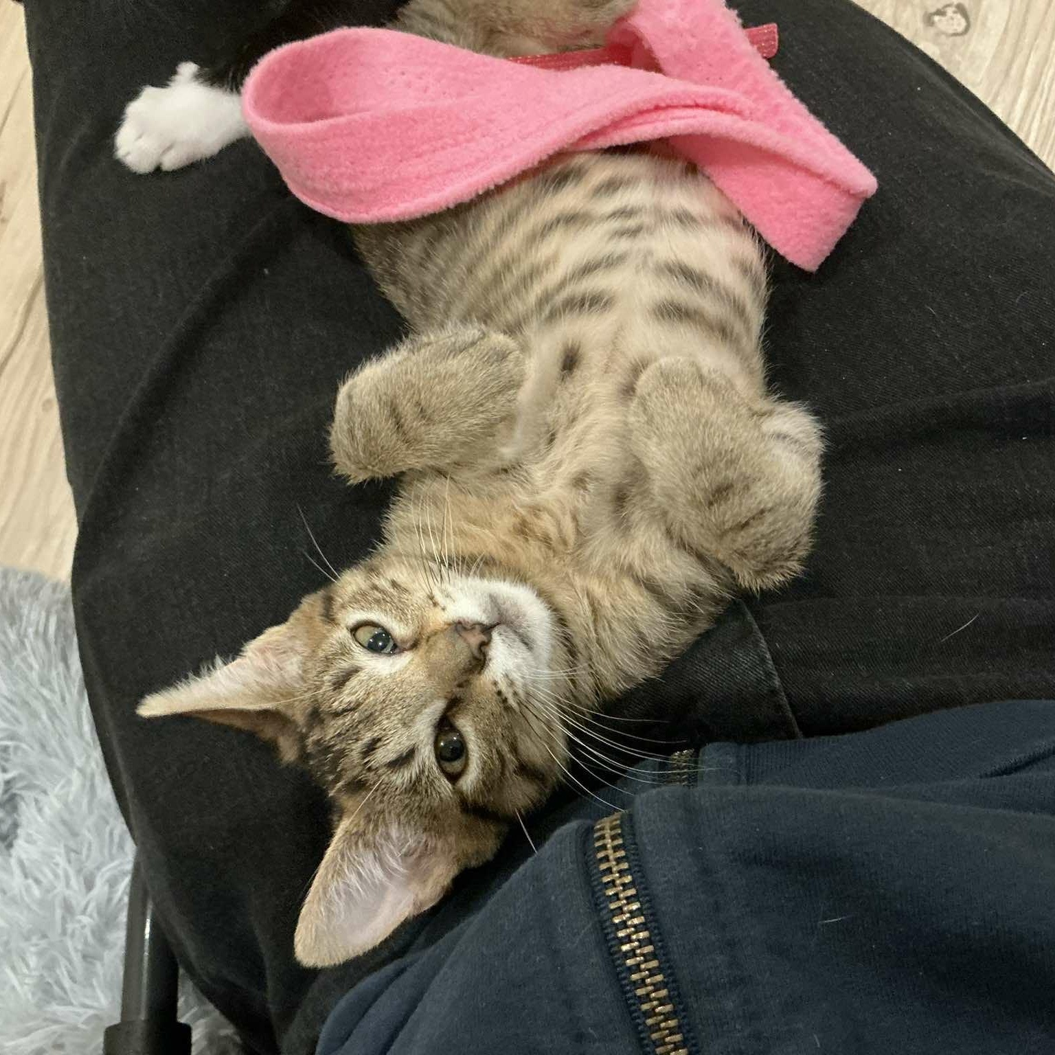 Enlarge Calisto, an adoptable mixed breed in Santa Clara, CA image 3/6