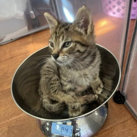 Enlarge Calisto, an adoptable mixed breed in Santa Clara, CA image 5/6