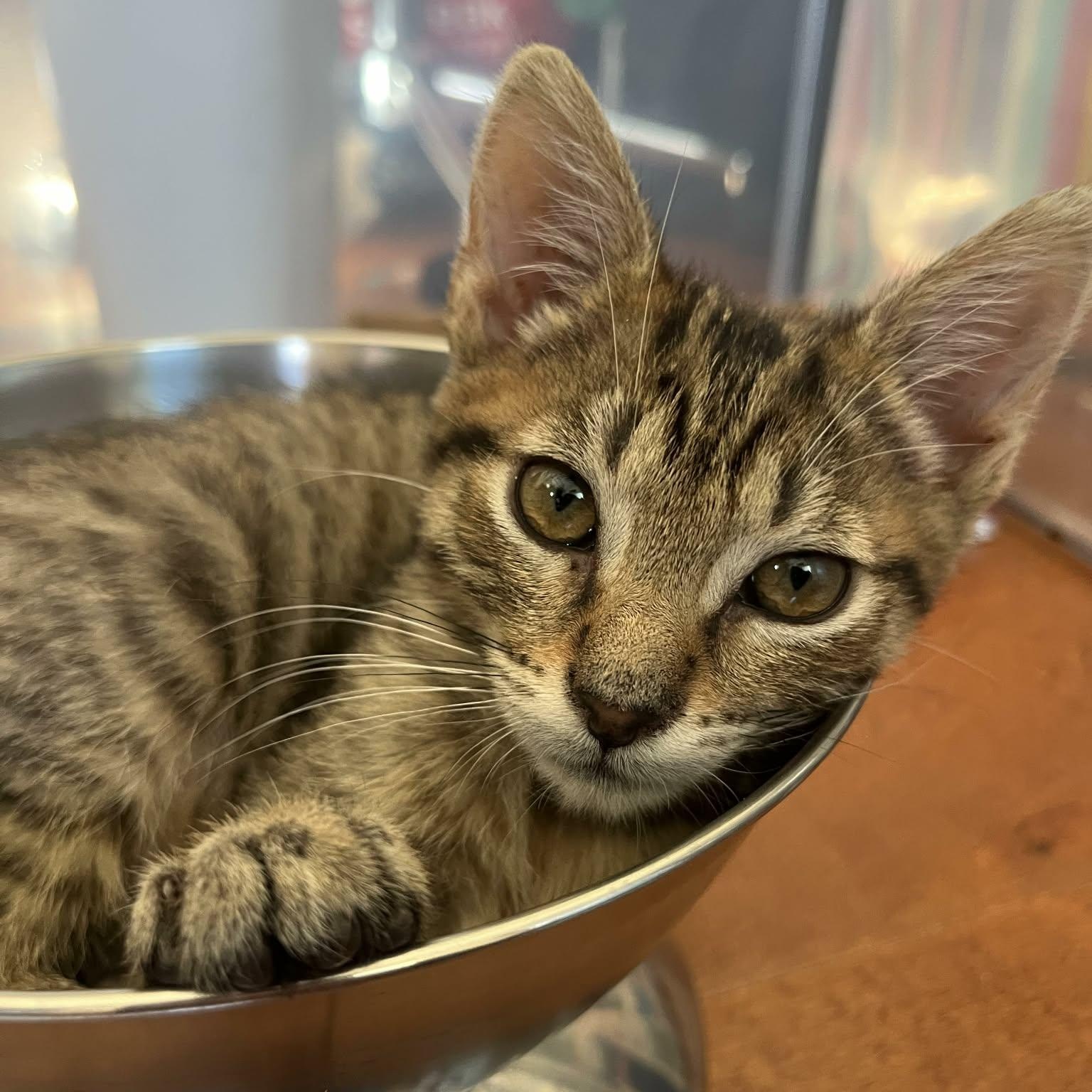 Enlarge Calisto, an adoptable mixed breed in Santa Clara, CA image 1/6