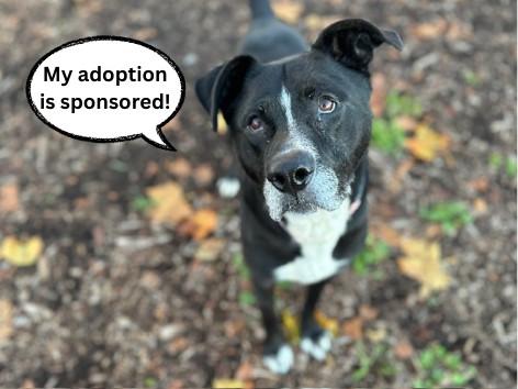 CHAPO, Adoptable, Adult Male Pit Bull Terrier & Mixed Breed.