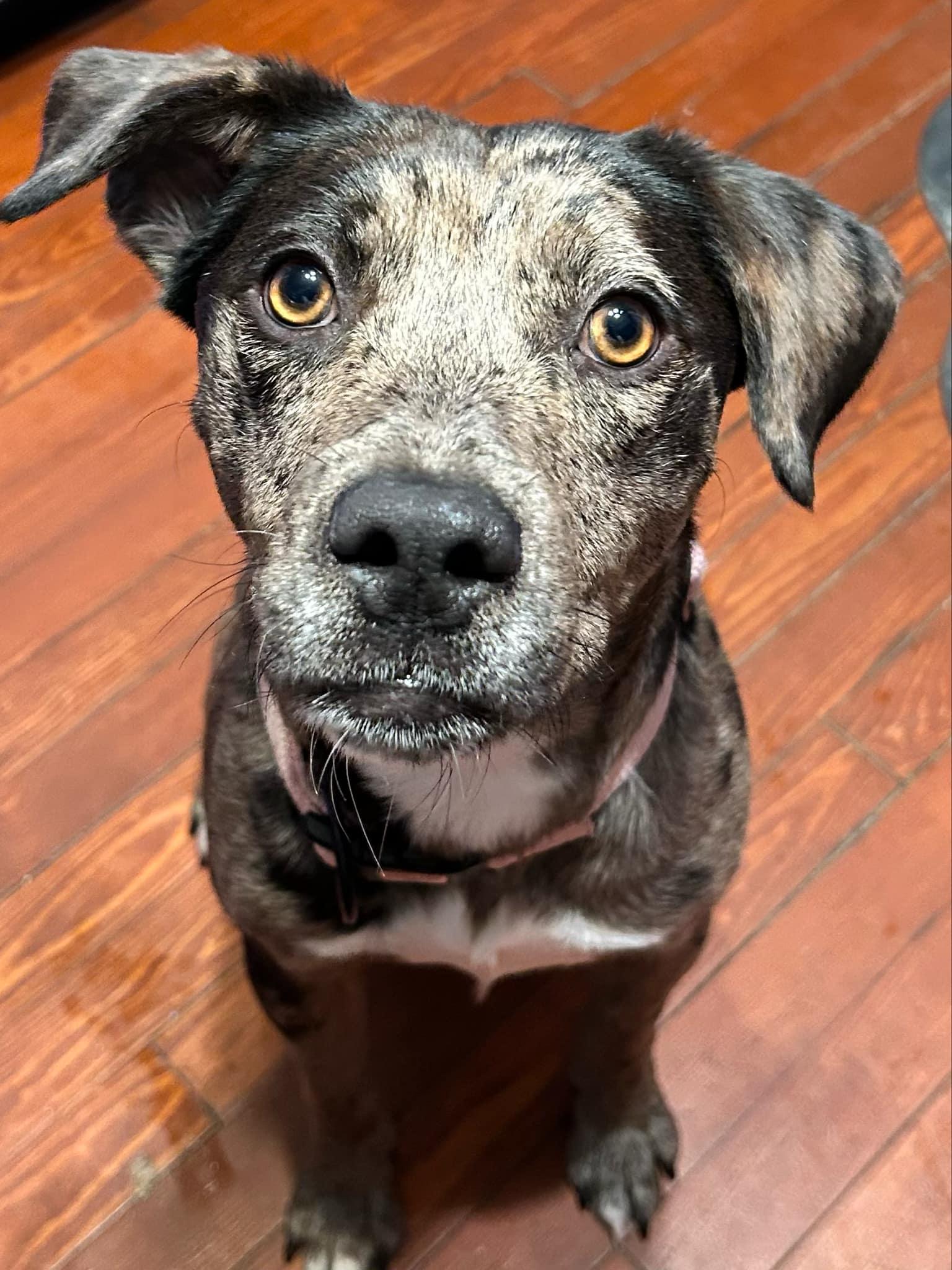 Ella, Young Female Catahoula Leopard Dog