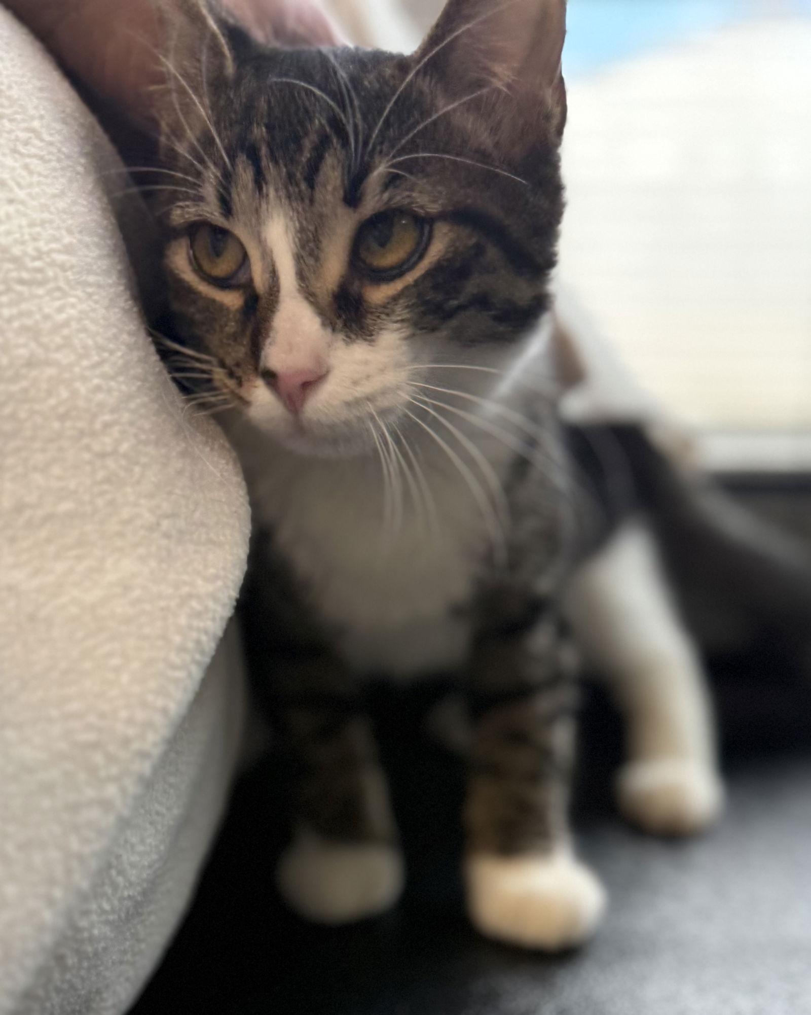 Ace, Adoptable, Kitten Male Domestic Short Hair.