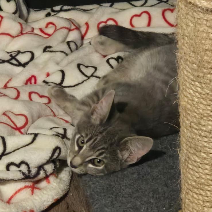 Enlarge Milo, a Adoptable Domestic Short Hair in Waco, TX image 1/2