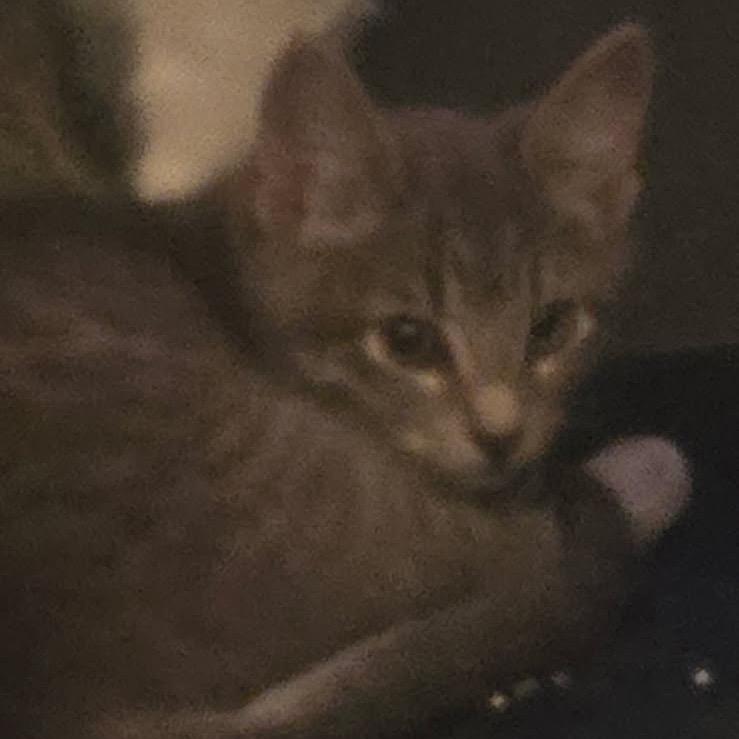 Enlarge Milo, a Adoptable Domestic Short Hair in Waco, TX image 2/2