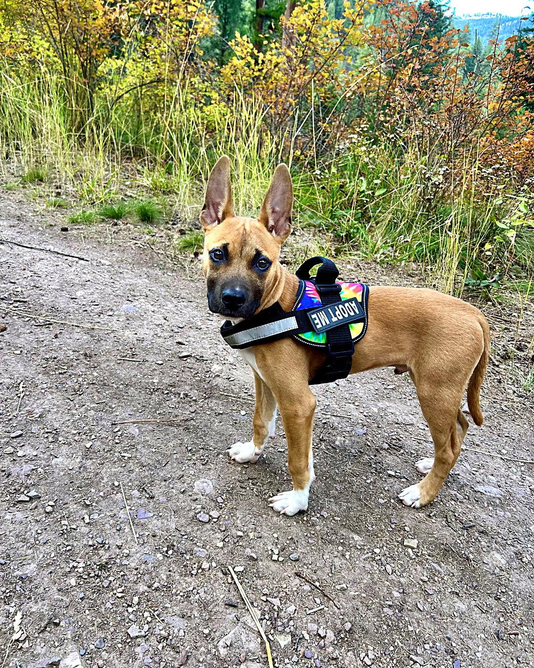 Gus, Adoptable, Puppy Male German Shepherd Dog.
