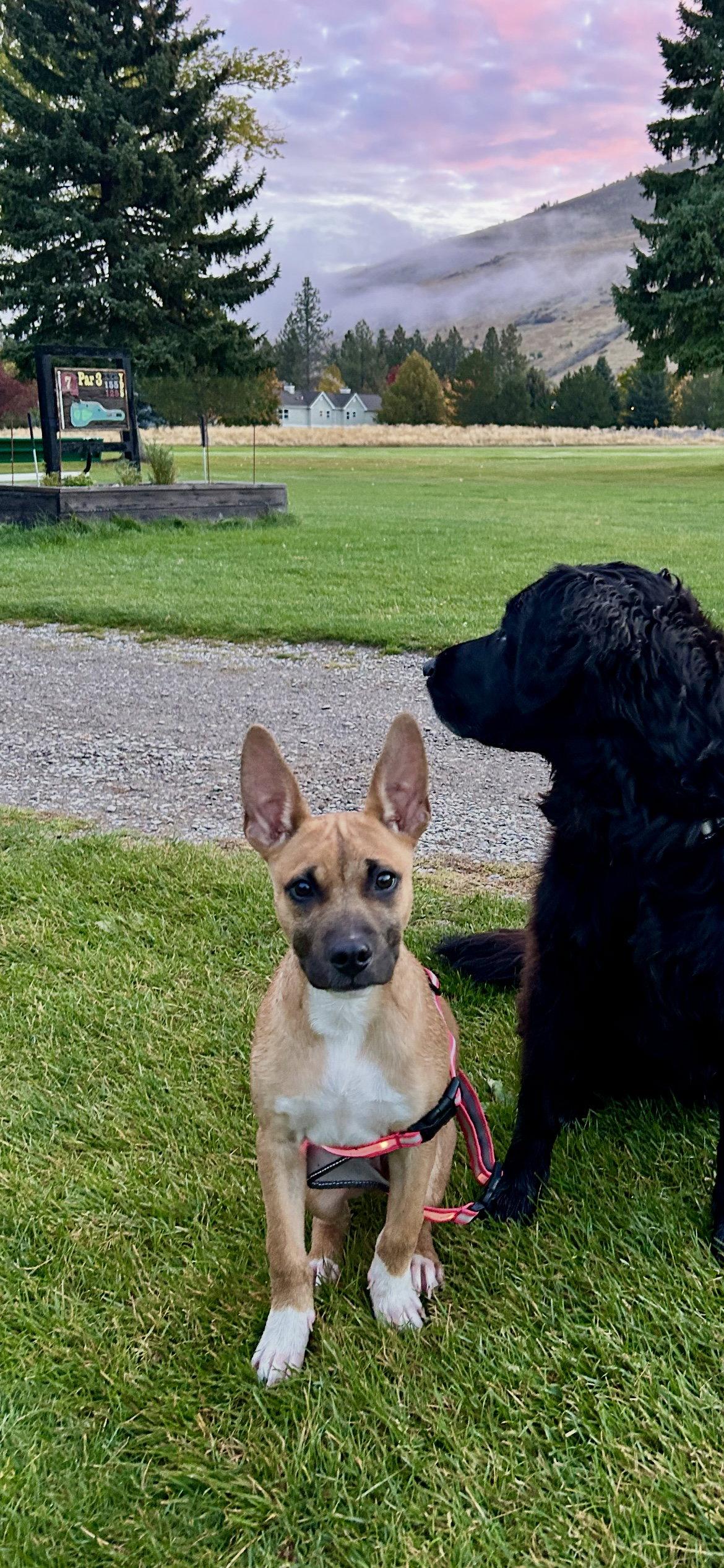 Enlarge Gus, a Adoptable German Shepherd Dog in Polson, MT image 2/3