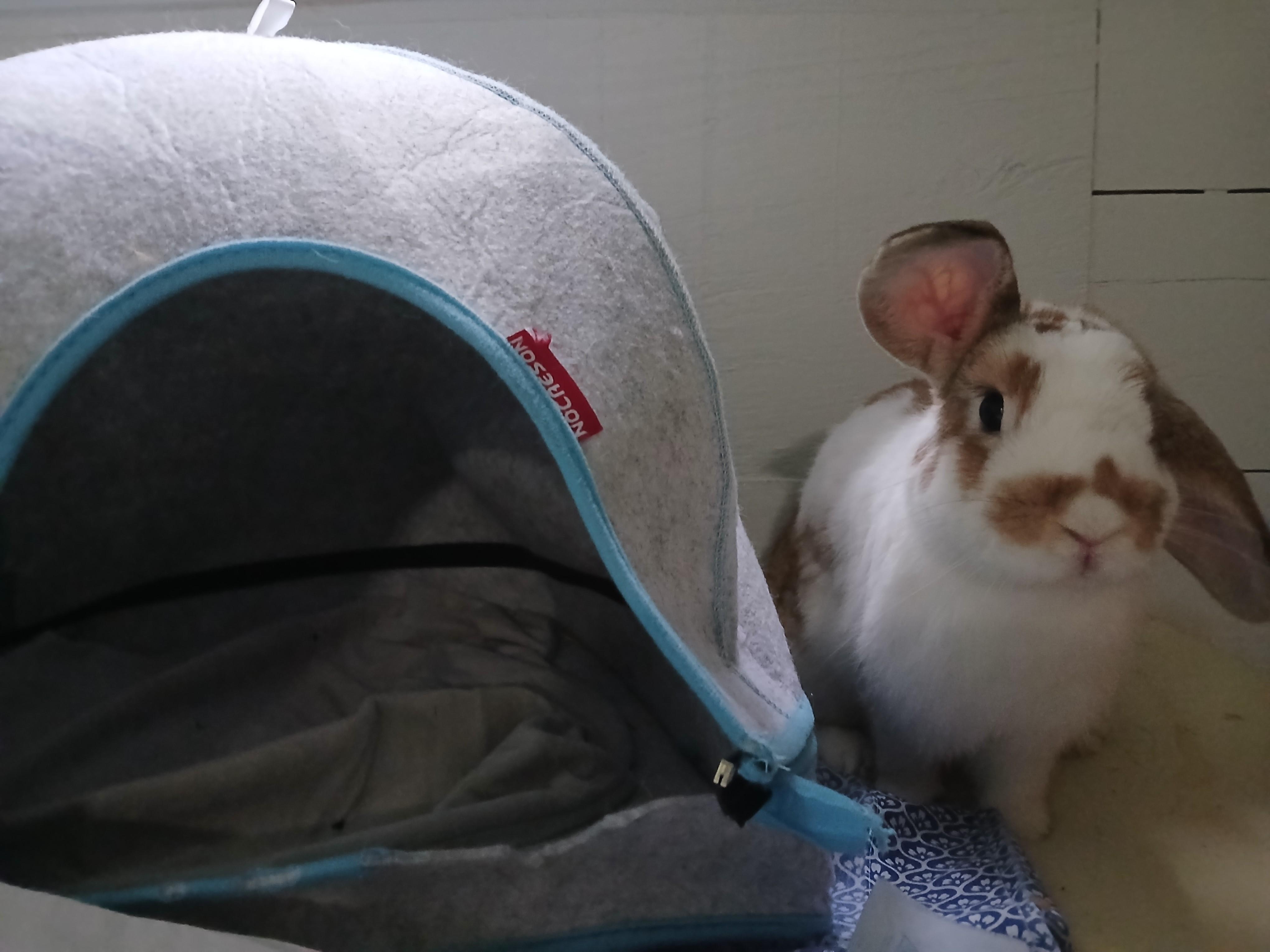 Enlarge Butterbur, a Adoptable mixed breed in Carnation, WA image 2/3