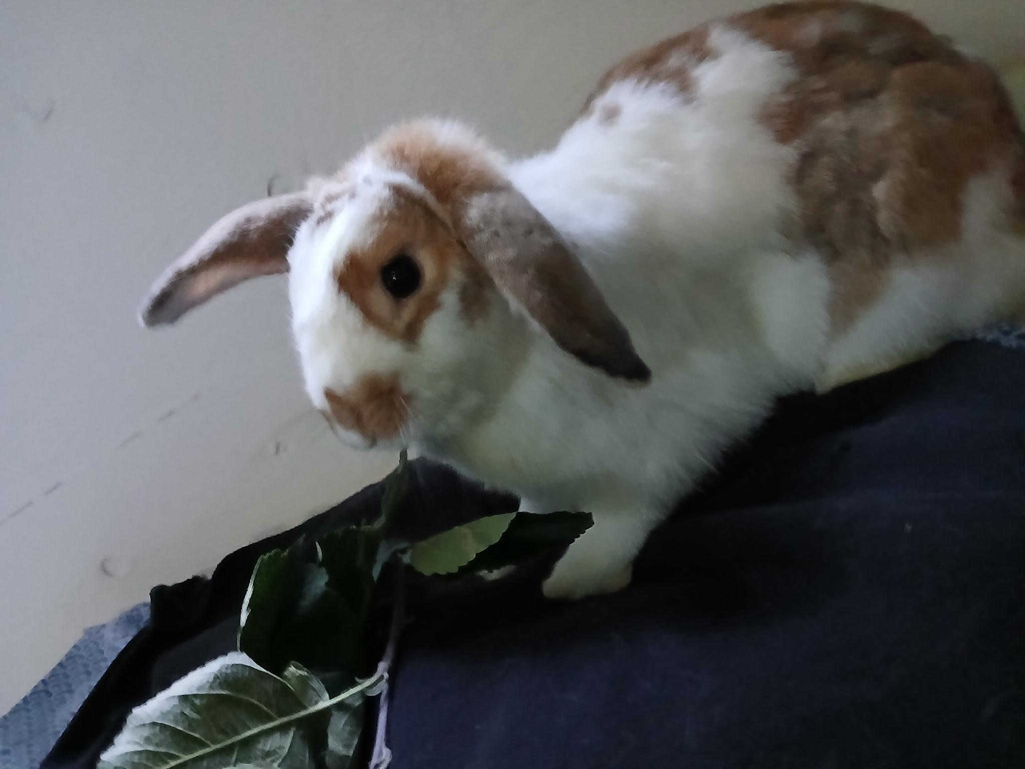 Enlarge Butterbur, a Adoptable mixed breed in Carnation, WA image 3/3