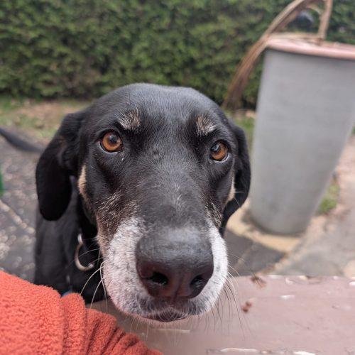 Claire, Adoptable, Adult Female Mixed Breed.