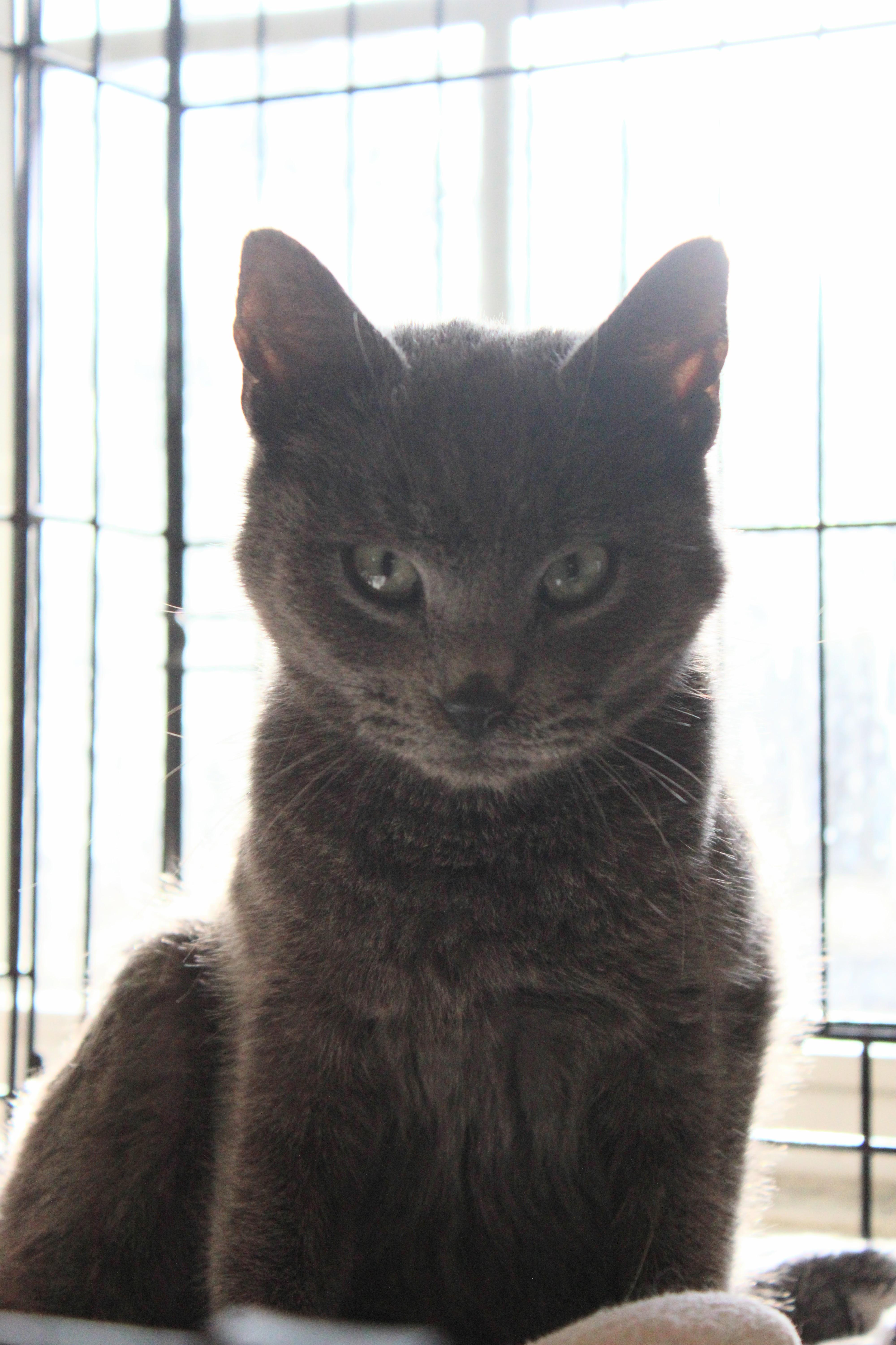 Patty, ADOPTABLE, Young Female Domestic Short Hair.