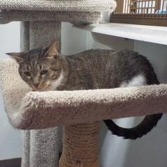 Doublemint, an adoptable Tabby in Green Valley, AZ, 85614 | Photo Image 2