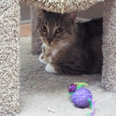Doublemint, an adoptable Tabby in Green Valley, AZ, 85614 | Photo Image 5