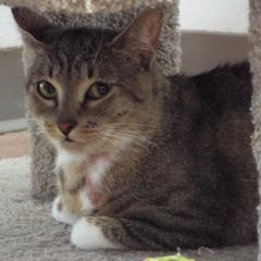 Doublemint, an adoptable Tabby in Green Valley, AZ, 85614 | Photo Image 3