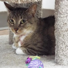 Doublemint, an adoptable Tabby in Green Valley, AZ, 85614 | Photo Image 4