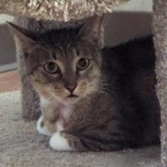 Doublemint, an adoptable Tabby in Green Valley, AZ, 85614 | Photo Image 6