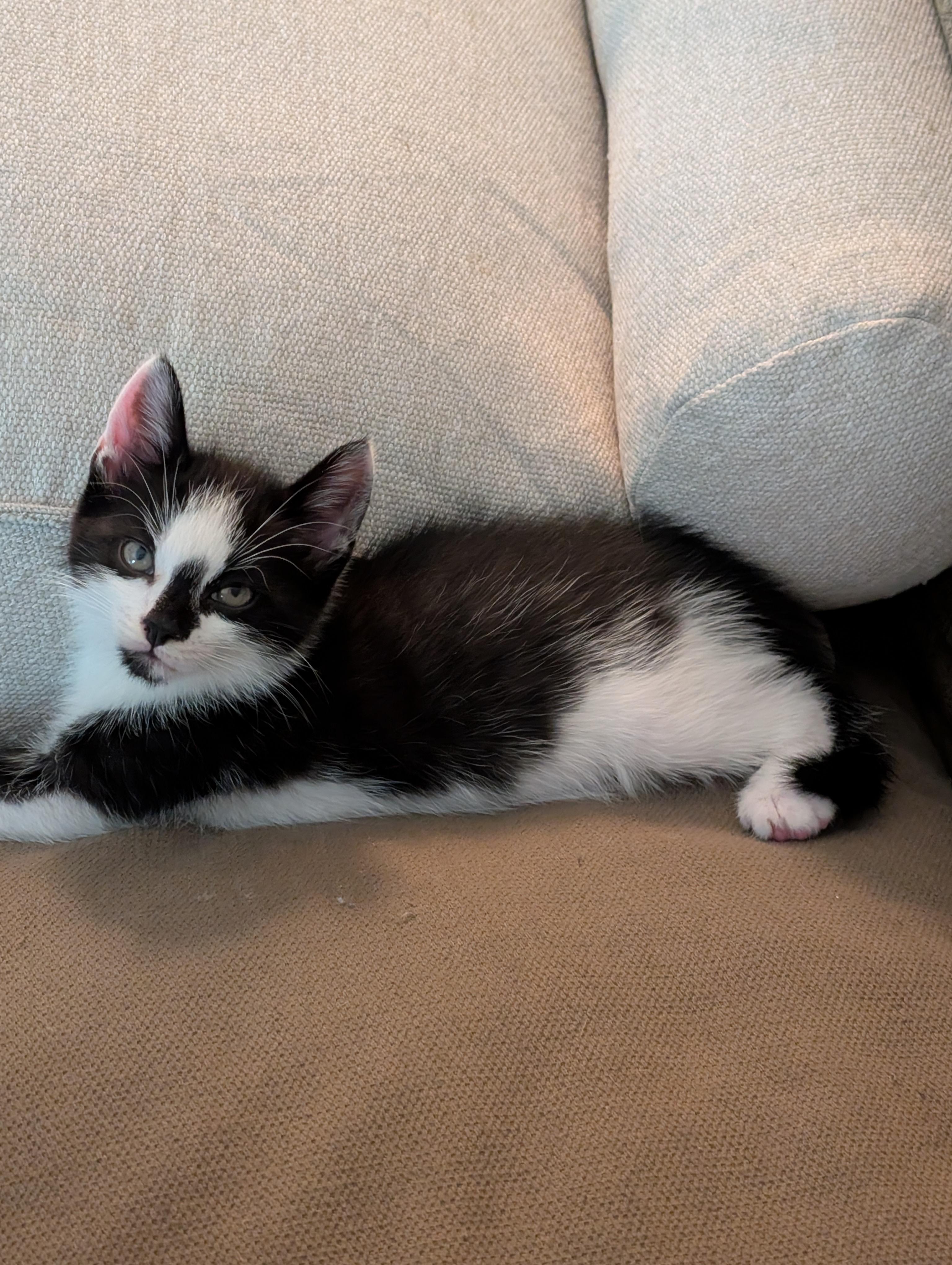 Patches, a ADOPTABLE Domestic Short Hair in Hazlet, NJ image 3/3