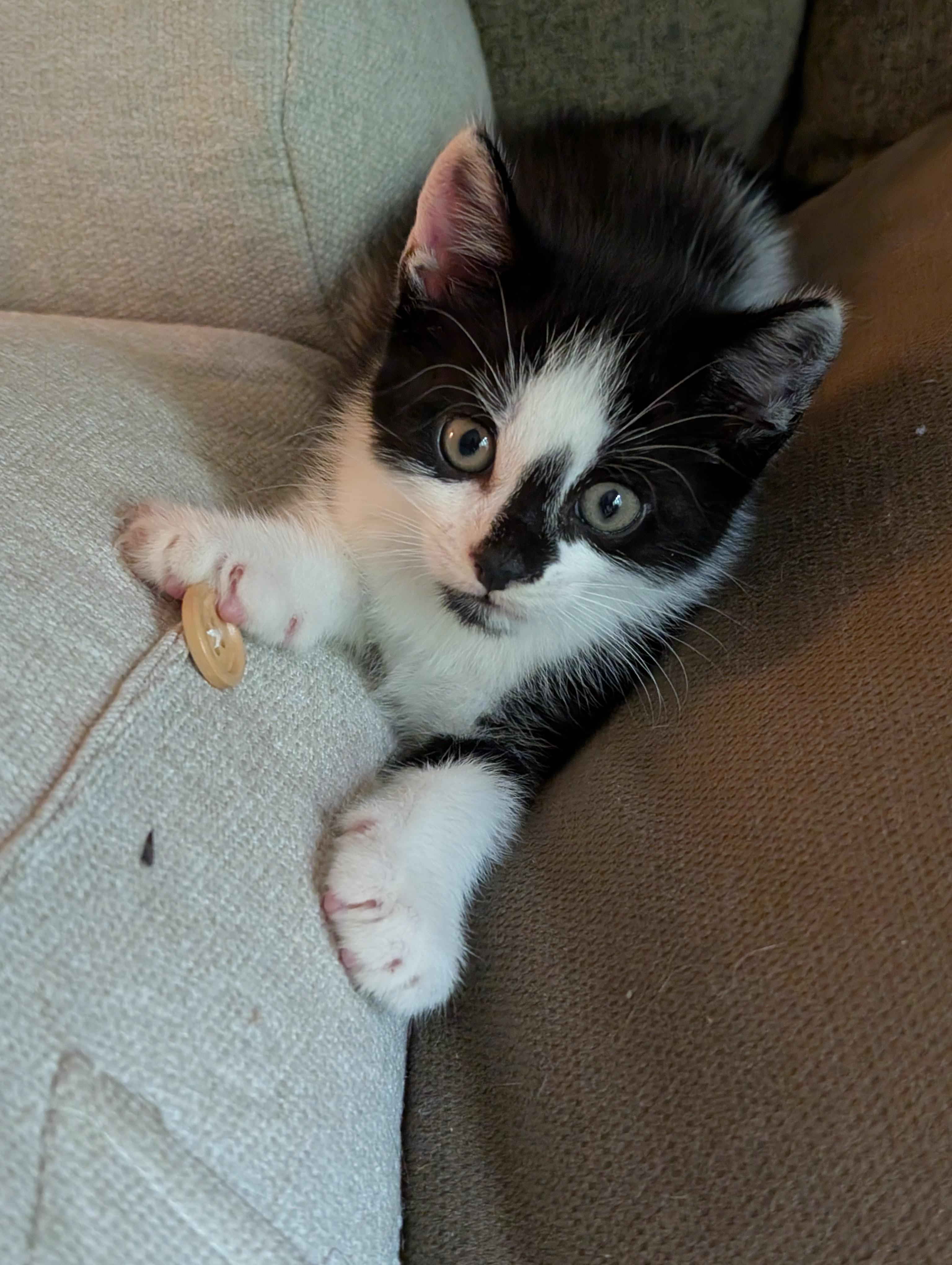 Patches, a ADOPTABLE Domestic Short Hair in Hazlet, NJ image 1/3