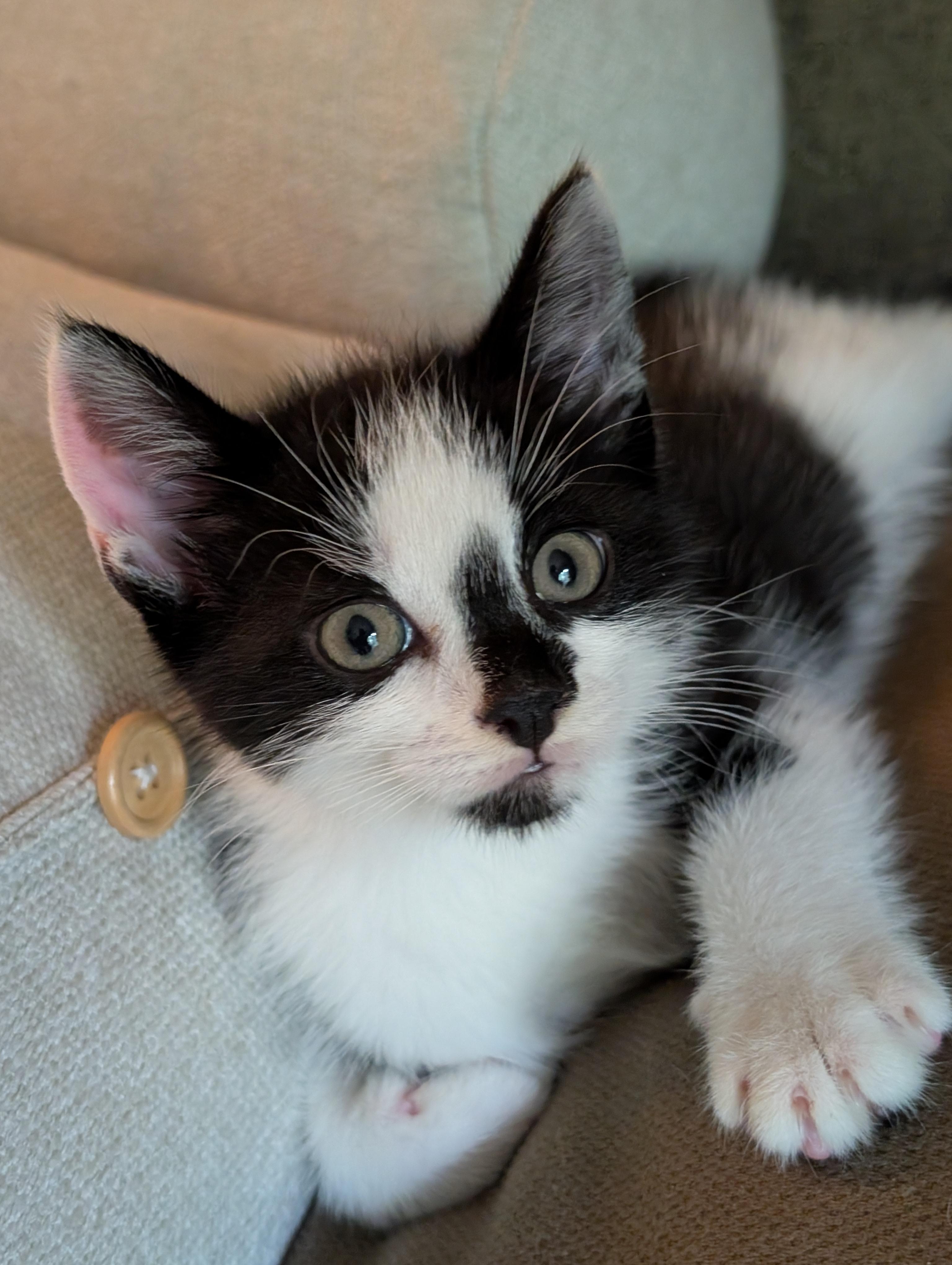 Patches, a ADOPTABLE Domestic Short Hair in Hazlet, NJ image 2/3