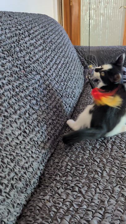 Enlarge Patches, a ADOPTABLE Domestic Short Hair in Hazlet, NJ video 2/4