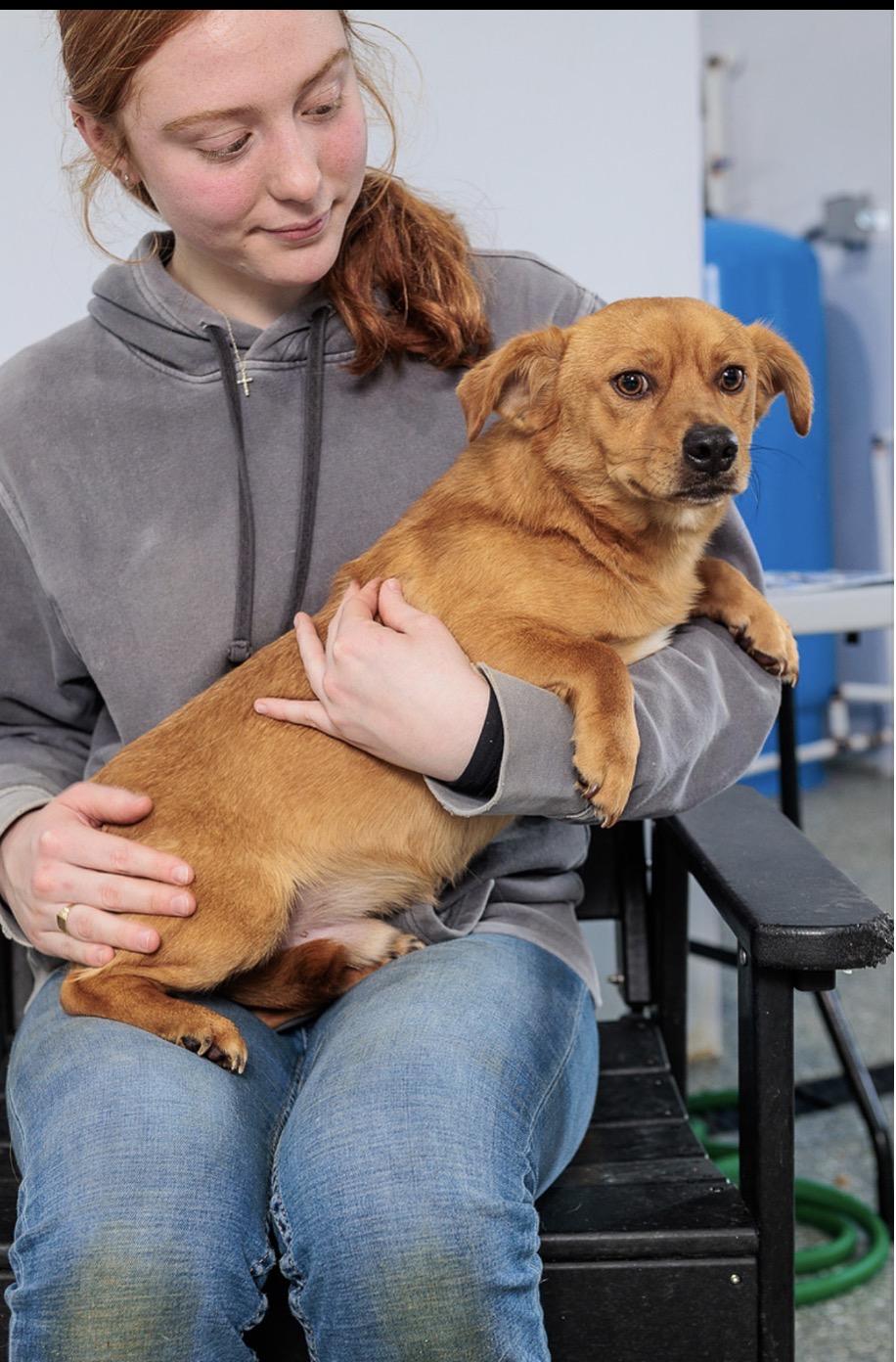 Enlarge Kirk, a Adoptable mixed breed in Chester Springs, PA image 3/3