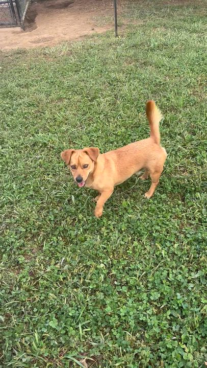 Enlarge Kirk, a Adoptable mixed breed in Chester Springs, PA video 2/3