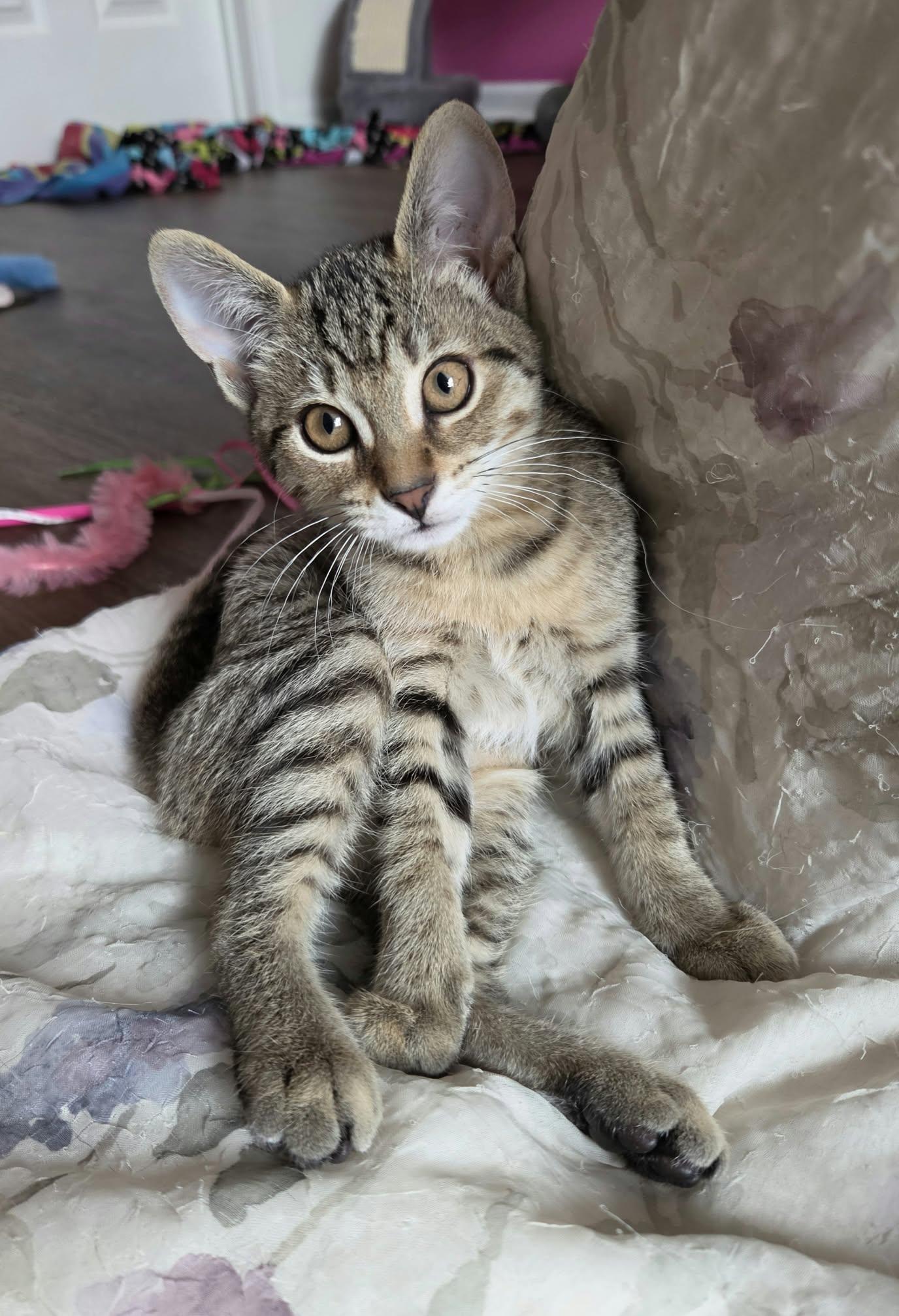 Enlarge Lucy, a Adoptable Tabby in Crystal Lake, IL image 3/5