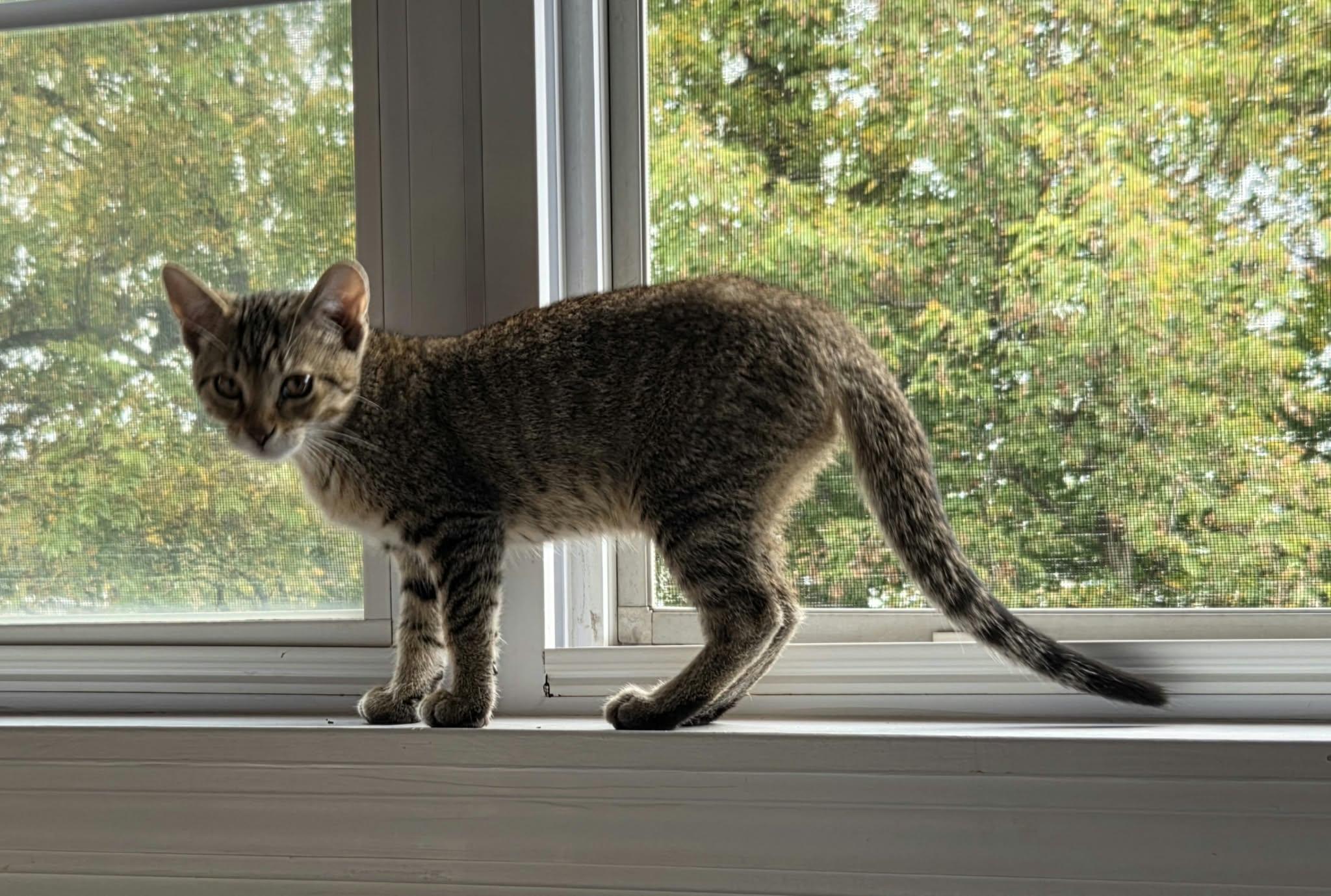 Enlarge Lucy, a Adoptable Tabby in Crystal Lake, IL image 5/5