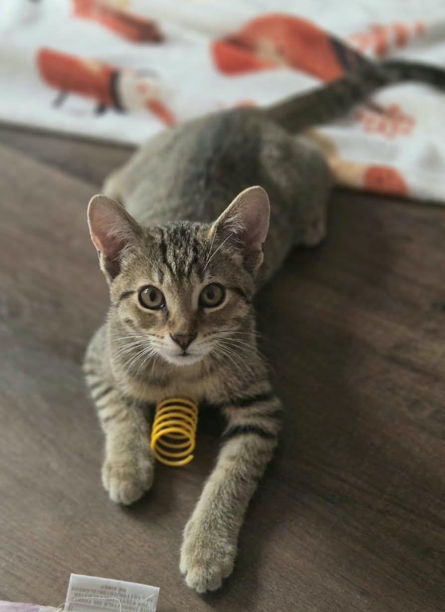 Lucy, Adoptable, Kitten Female Tabby.