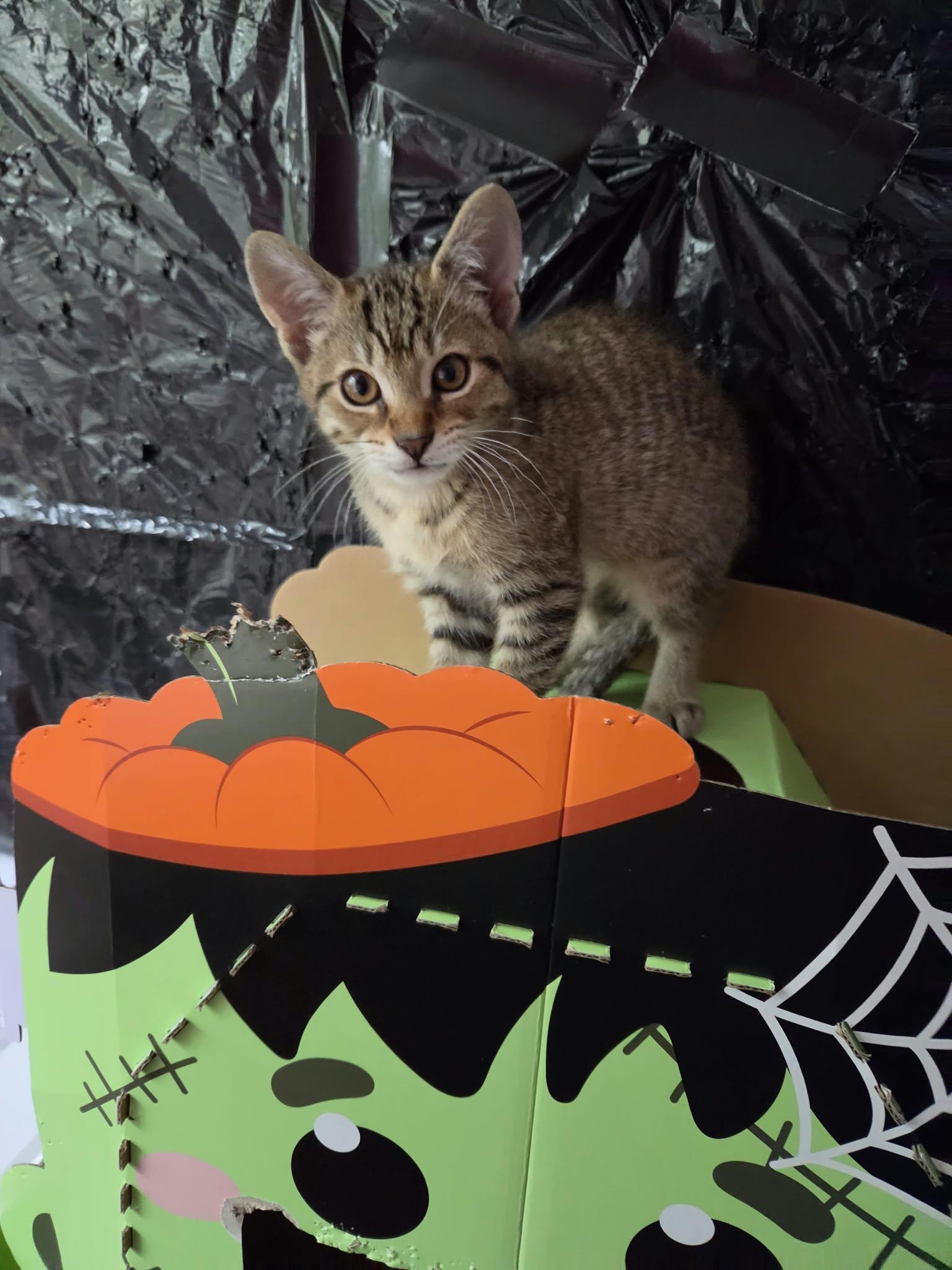 Enlarge Lucy, a Adoptable Tabby in Crystal Lake, IL image 2/5