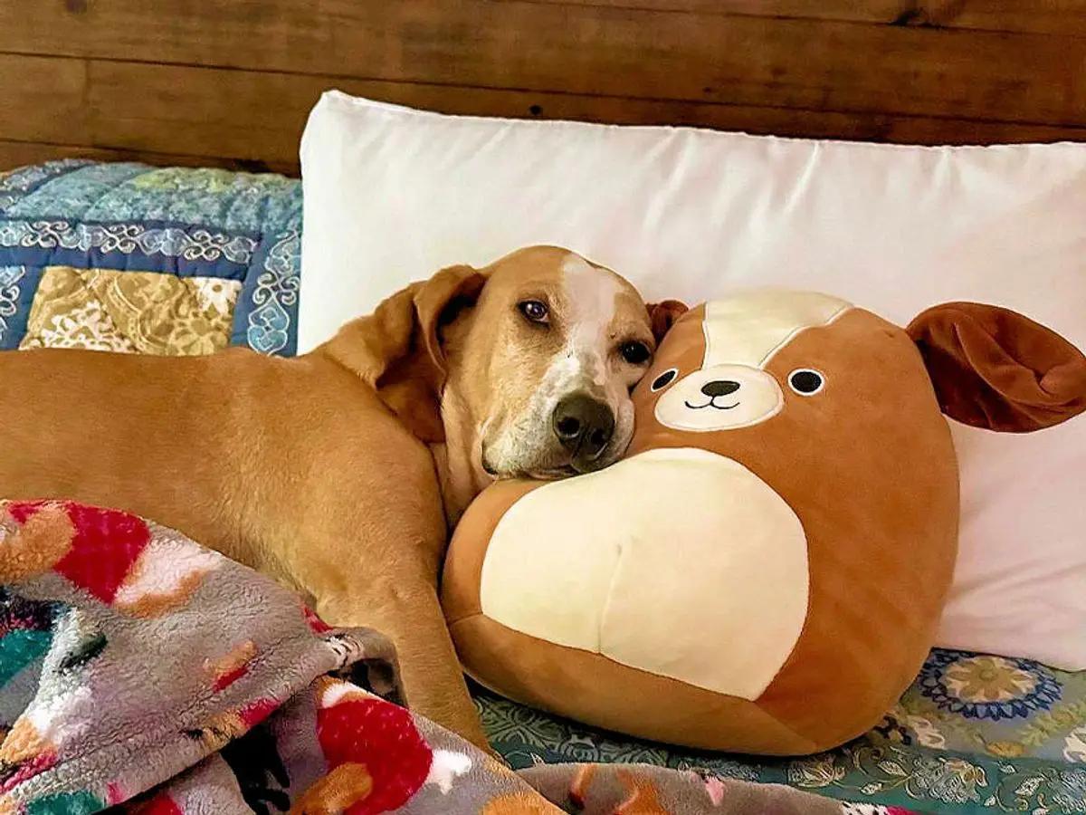 Enlarge Rojo (MN), a Adoptable English Coonhound in Leawood, KS image 2/4