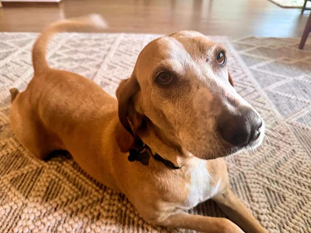 Enlarge Rojo (MN), a Adoptable English Coonhound in Leawood, KS image 3/4