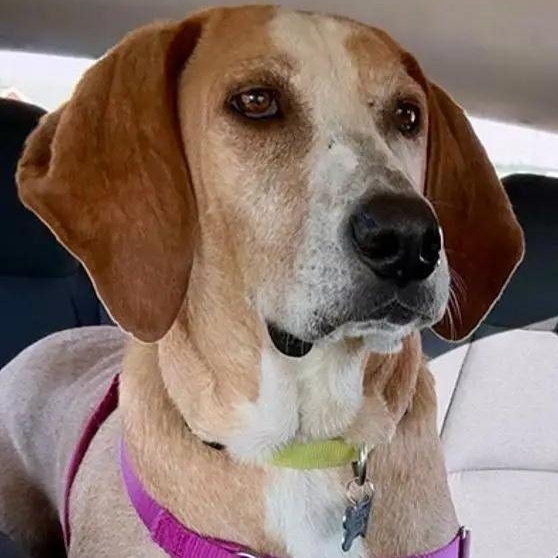 Enlarge Rojo (MN), a Adoptable English Coonhound in Leawood, KS image 1/4