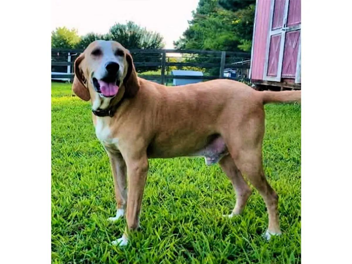 Enlarge Rojo (MN), a Adoptable English Coonhound in Leawood, KS image 4/4