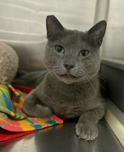 Baby Boomer, Adoptable, Adult Female Domestic Short Hair & Domestic Short Hair.