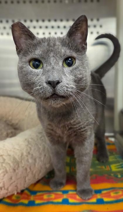 Enlarge Baby Boomer, a Adoptable mixed breed in Fresno, CA image 2/3