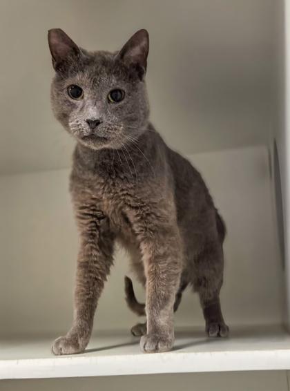 Baby Boomer, Adoptable, Adult Female Domestic Short Hair & Domestic Short Hair.
