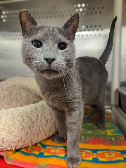 Enlarge Baby Boomer, a Adoptable mixed breed in Fresno, CA image 3/3