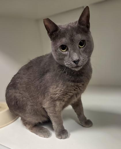 Enlarge Baby Boomer, a Adoptable mixed breed in Fresno, CA image 2/3