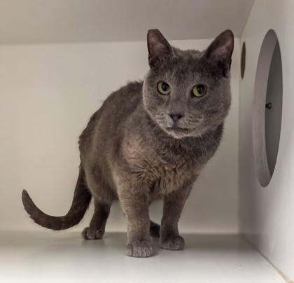 Enlarge Baby Boomer, a Adoptable mixed breed in Fresno, CA image 3/3