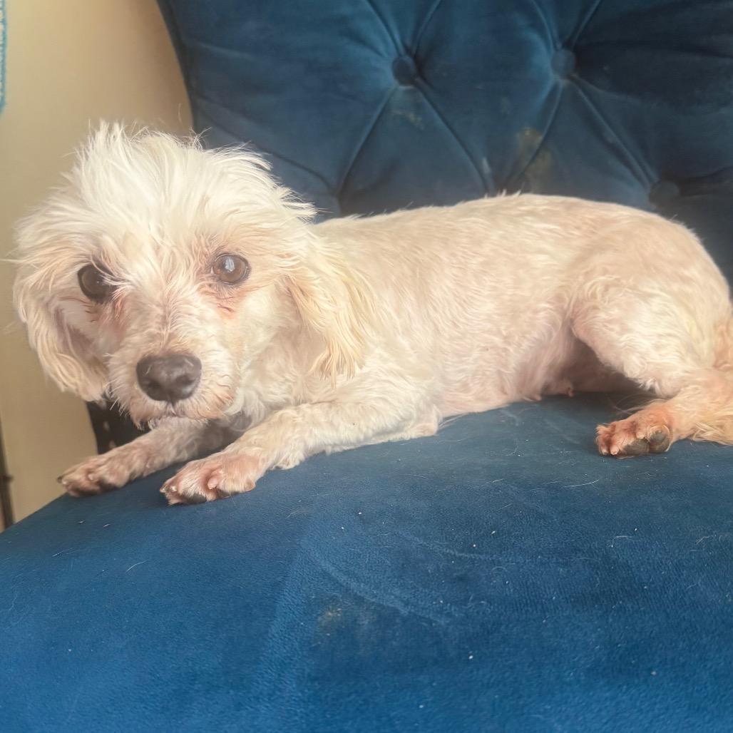 Tammy, ADOPTABLE, Adult Female Maltese.