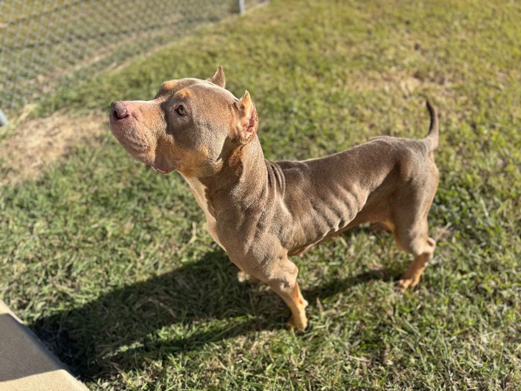 Dog 4/ Elvira, Adoptable, Young Female Mixed Breed.