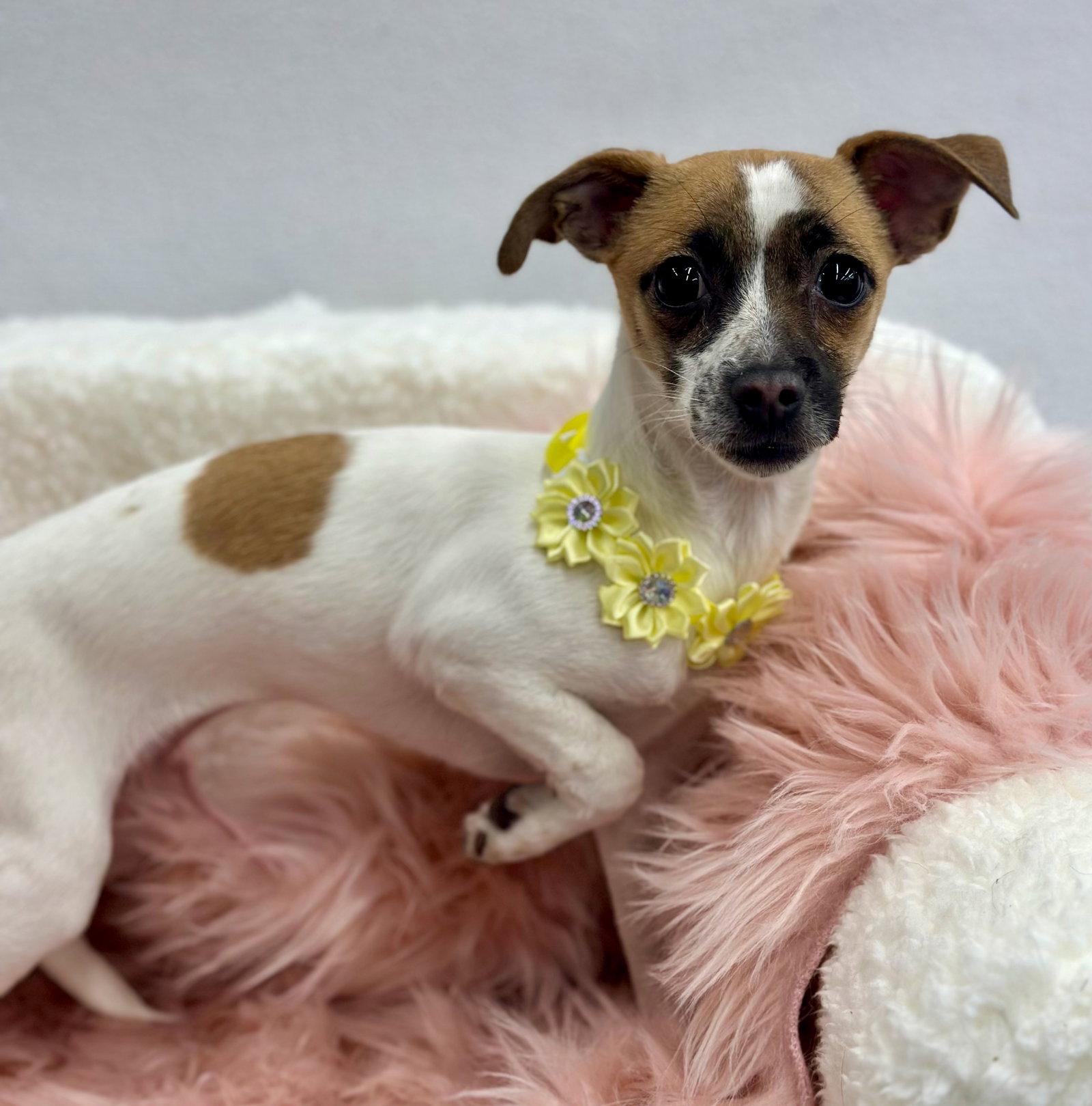 Carrot Top, Adopted, Young Female Chihuahua & Italian Greyhound.
