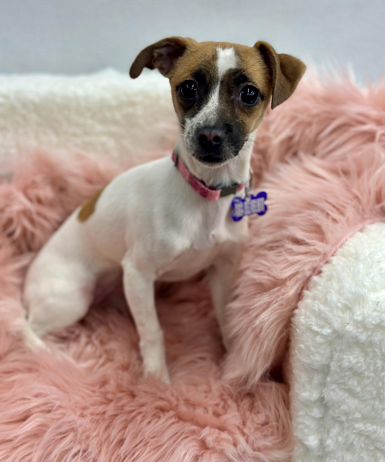 Carrot Top, a Adopted mixed breed in Palo Alto, CA image 2/3