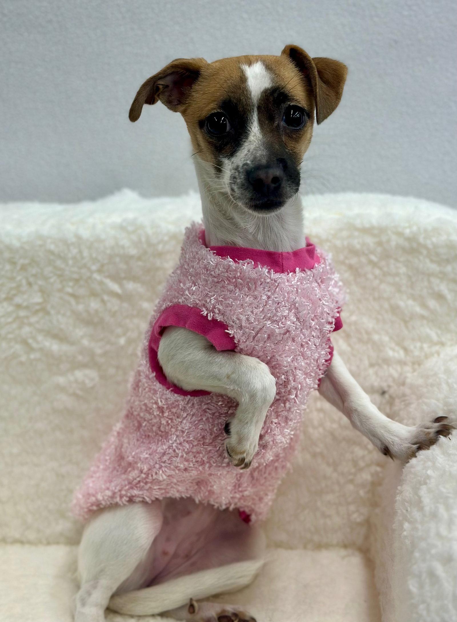 Carrot Top, a Adopted mixed breed in Palo Alto, CA image 3/3