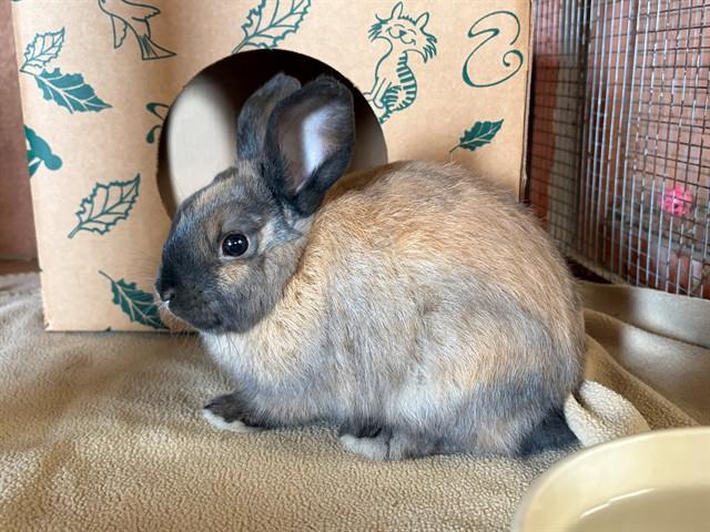 Enlarge PHOEBE, a Adoptable Bunny Rabbit in Santa Maria, CA image 1/1