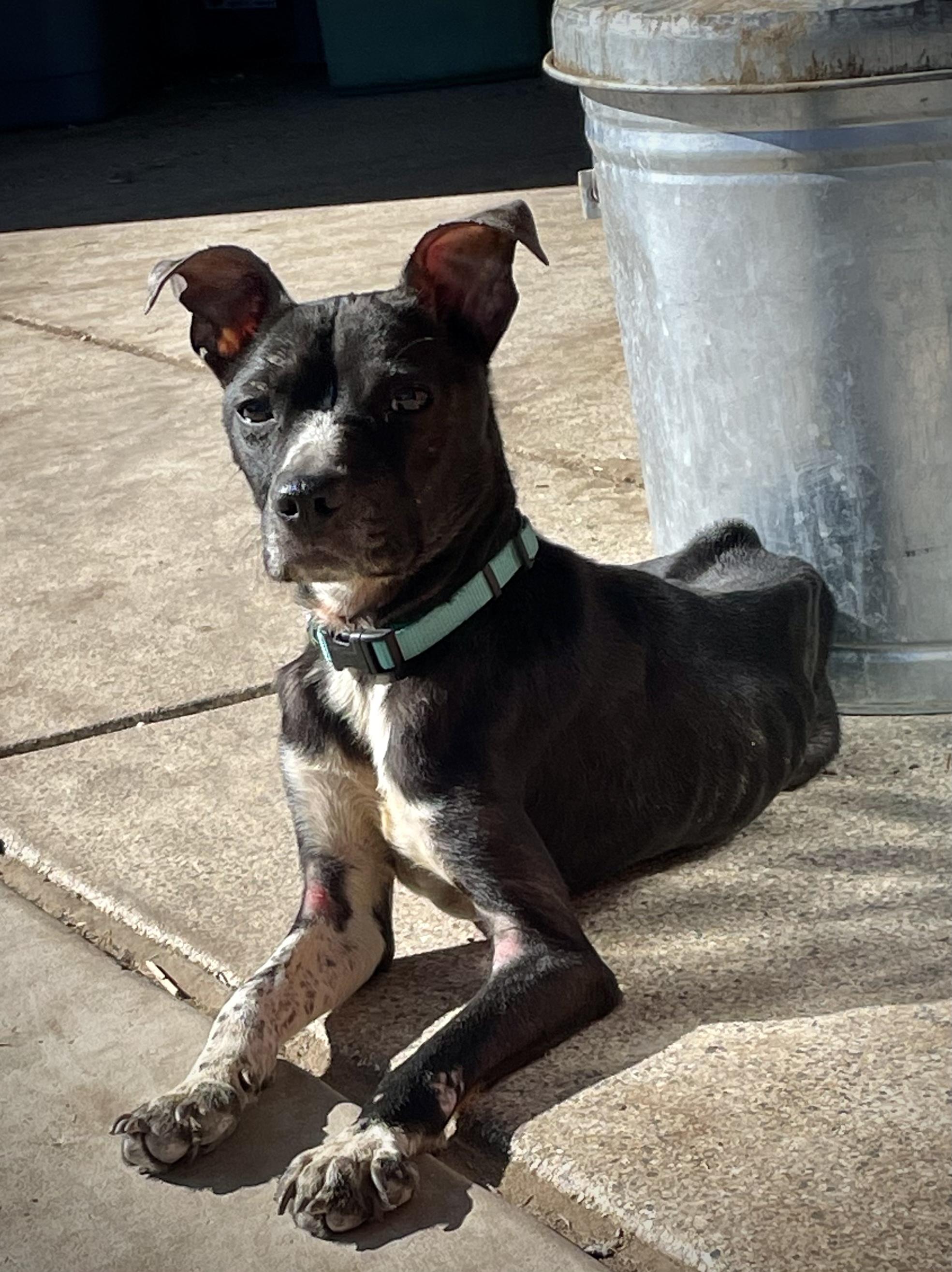 Charlie, Adopted, Adult Male Pit Bull Terrier & Chihuahua.