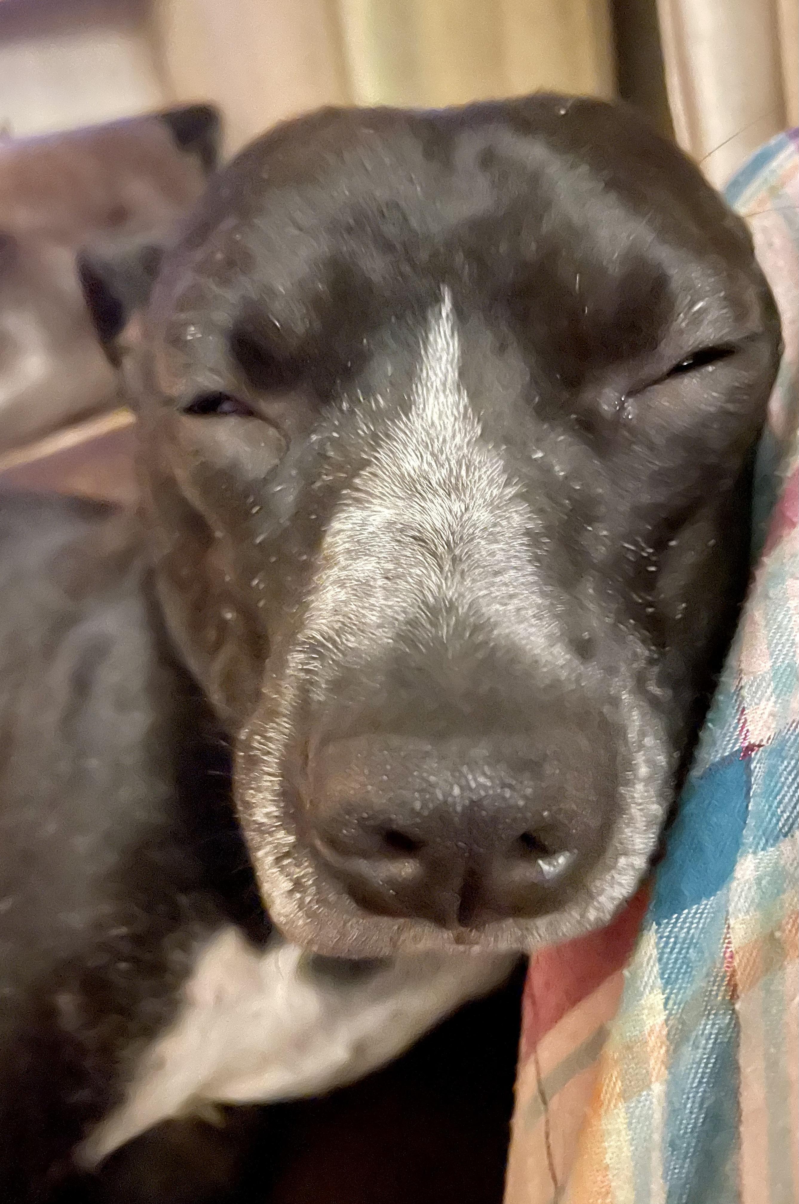 Enlarge Charlie, a Adopted mixed breed in Gardnerville, NV image 2/4